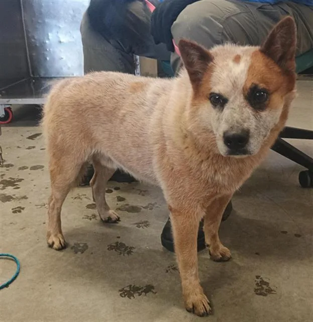 A young medium-sized male Australian Cattle Dog / Blue Heeler dog named Tanner for adoption in Camarillo, CA