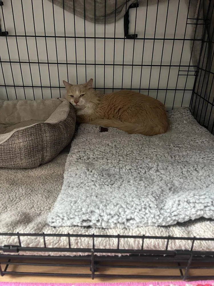 An adult medium-sized male Orange & White Maine Coon cat named Sunshine for adoption in New York, NY