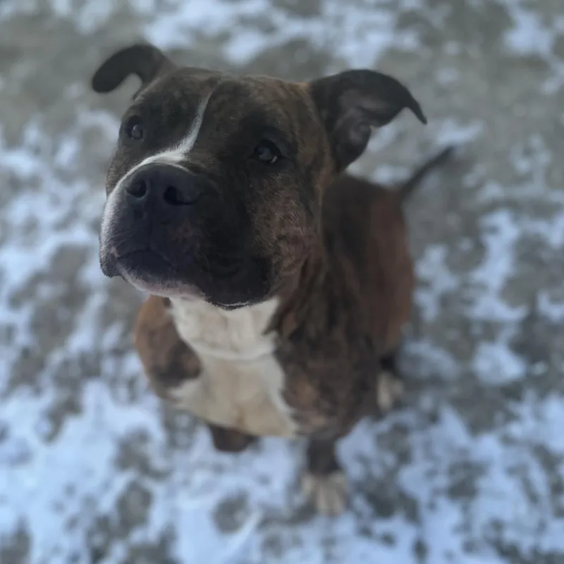 Meatloaf thumbnail 4