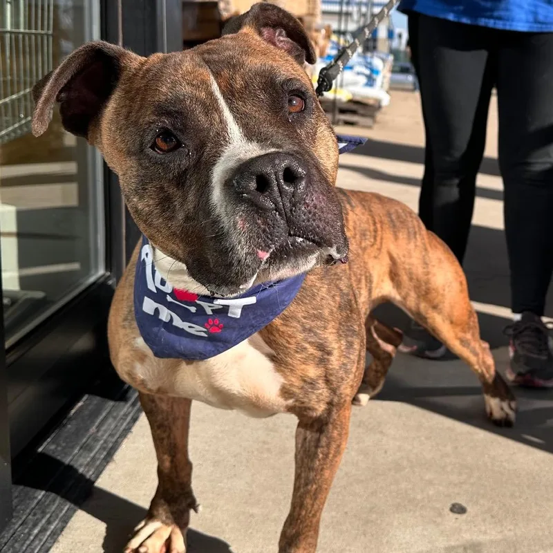 Meatloaf thumbnail 6