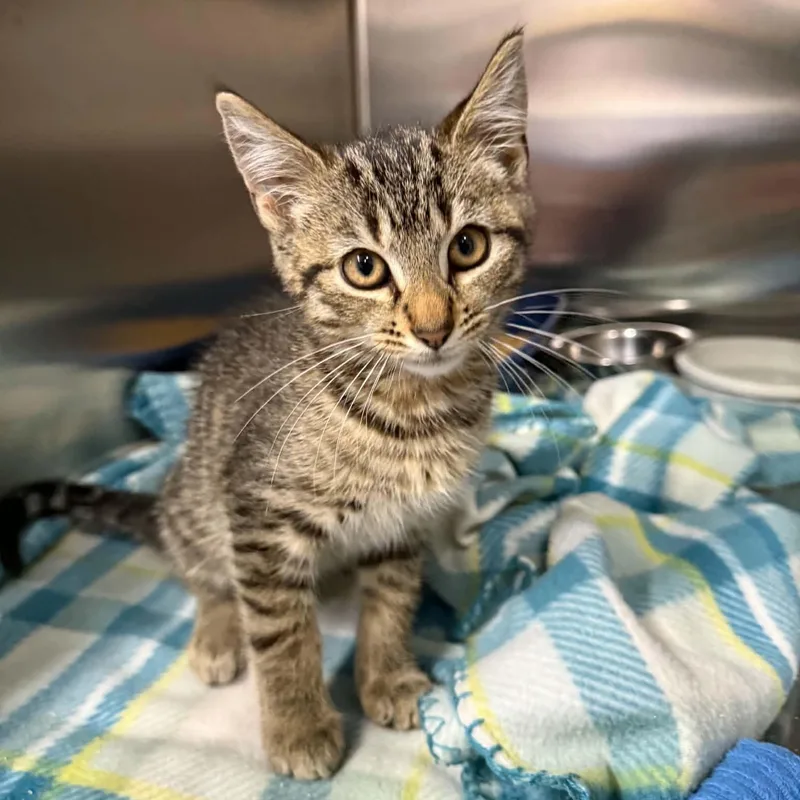 A baby medium-sized male Tabby (Brown / Chocolate) Domestic Short Hair cat named Muddy Buddy for adoption in Martinsville, IN