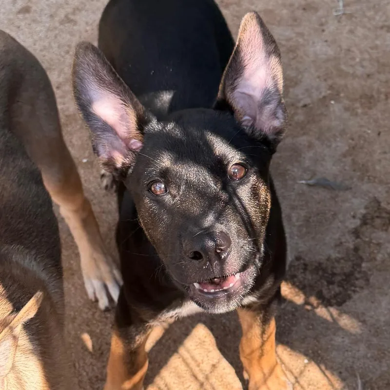 A baby small-sized male Black Shepherd dog named Storm for adoption in Lake Jackson, TX