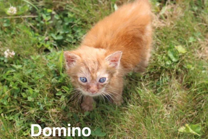 A baby medium-sized male Domestic Short Hair cat named Domino for adoption in Johnson City, TN