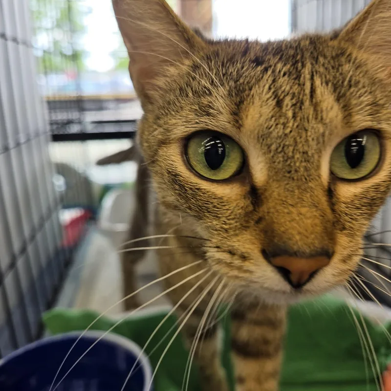 A young medium-sized female Tabby (Brown / Chocolate) Tabby cat named Virginia for adoption in Fairborn, OH