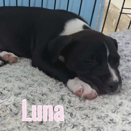 Luna thumbnail 3