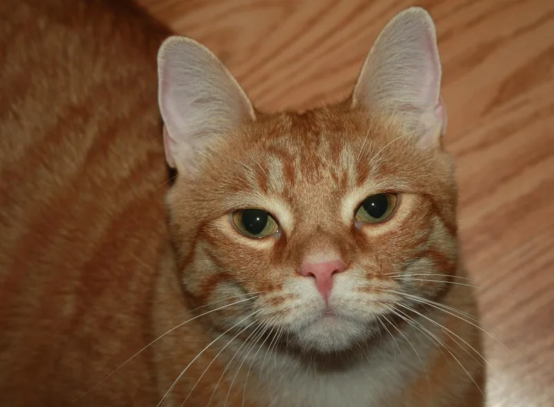 An adult medium-sized male Orange / Red Domestic Short Hair cat named Cubby for adoption in Fair Haven, VT