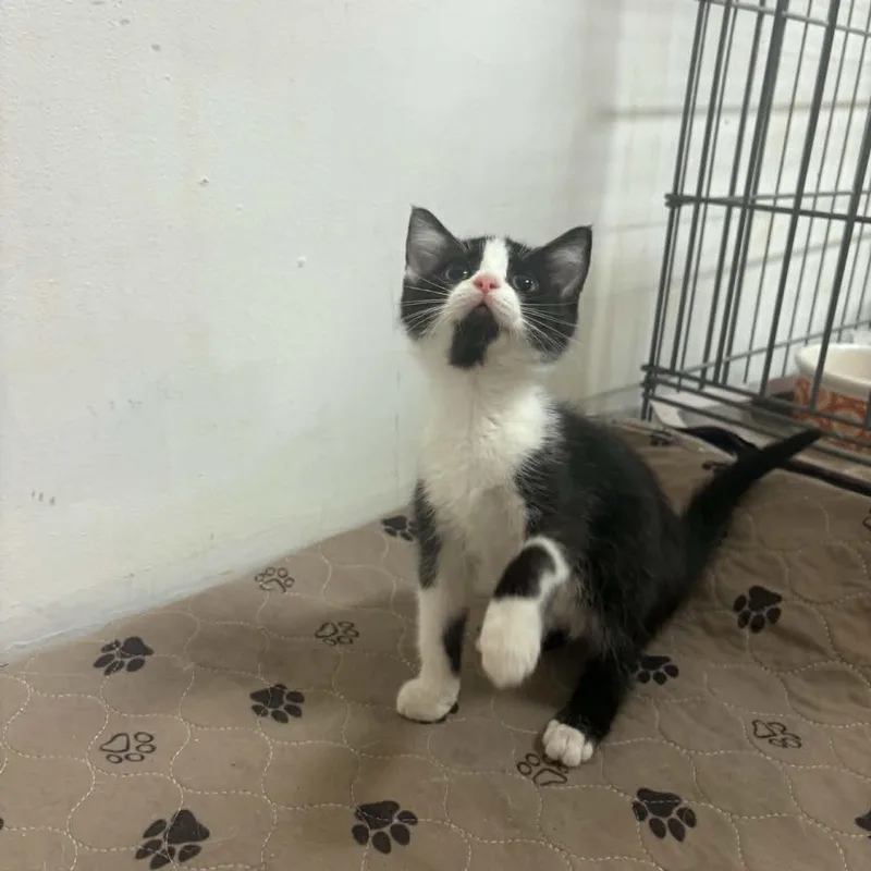 A baby medium-sized female Black & White / Tuxedo Domestic Short Hair cat named Cookie for adoption in Clairton, PA