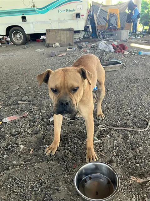 A young large-sized male Mixed Breed dog named Buster for adoption in Dallas, TX