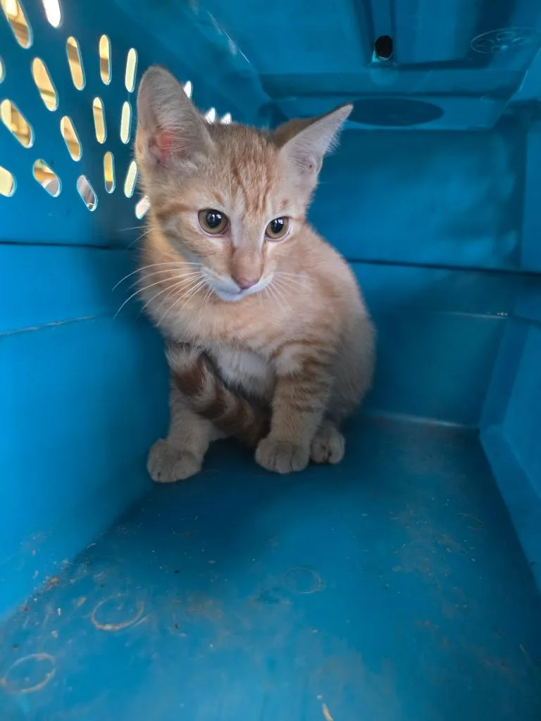 A baby medium-sized male Domestic Short Hair cat named Peter Paul for adoption in New Braunfels, TX