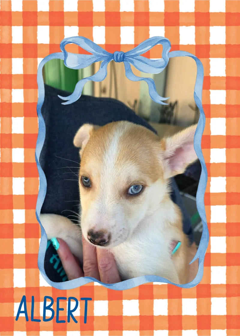 A baby small-sized male Chihuahua dog named Albert for adoption in Eugene, OR