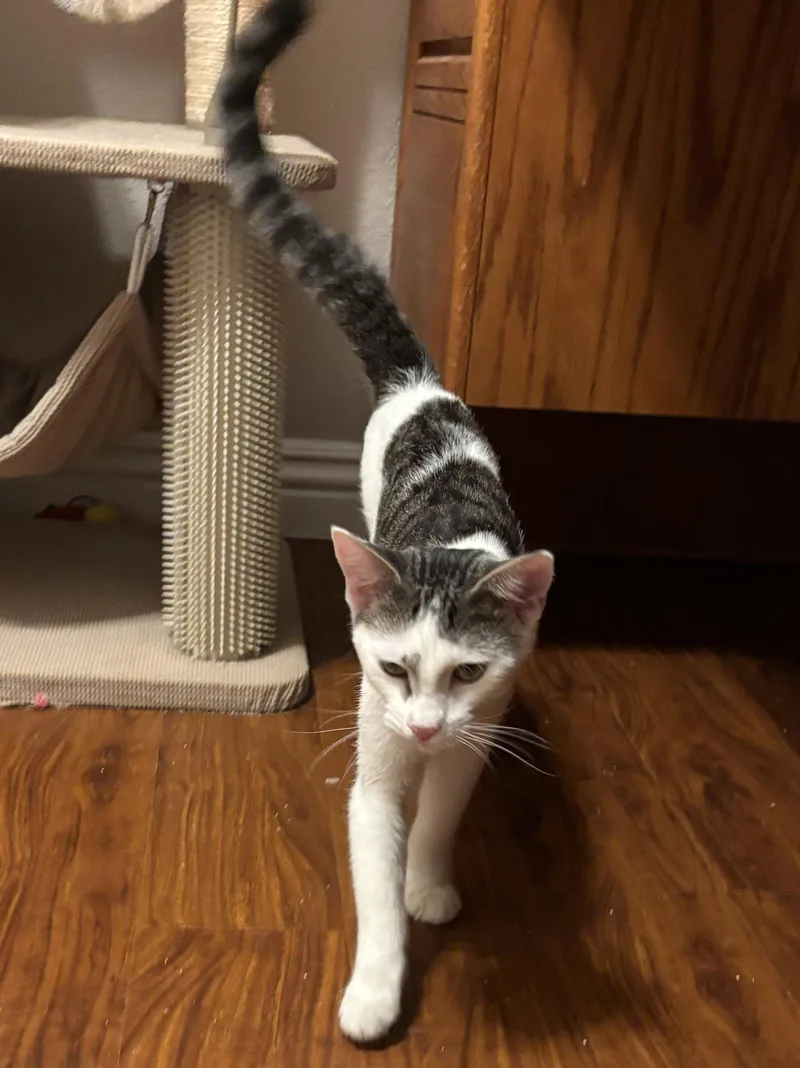 A young medium-sized male Gray & White Tabby cat named Vince for adoption in Laguna Niguel, CA