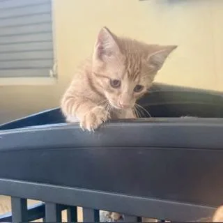 Cheddar