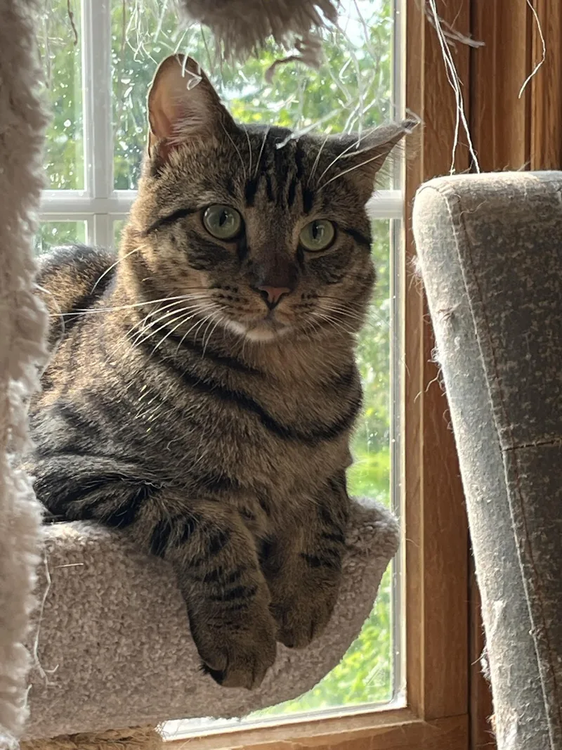 An adult large-sized male Domestic Short Hair cat named Golden for adoption in Brighton, MI