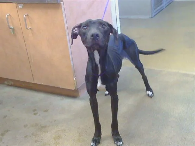 An adult large-sized female Labrador Retriever dog named Mischief for adoption in Sacramento, CA