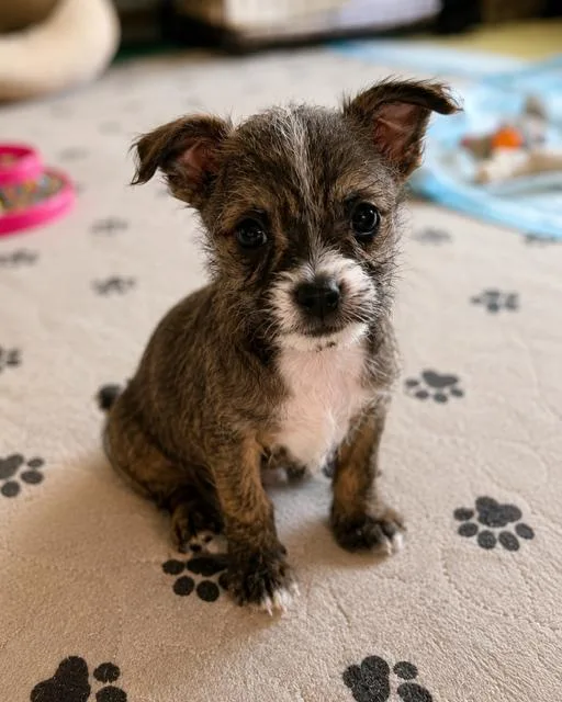 A baby small-sized female Shih Tzu dog named Jade for adoption in Douglasville, GA