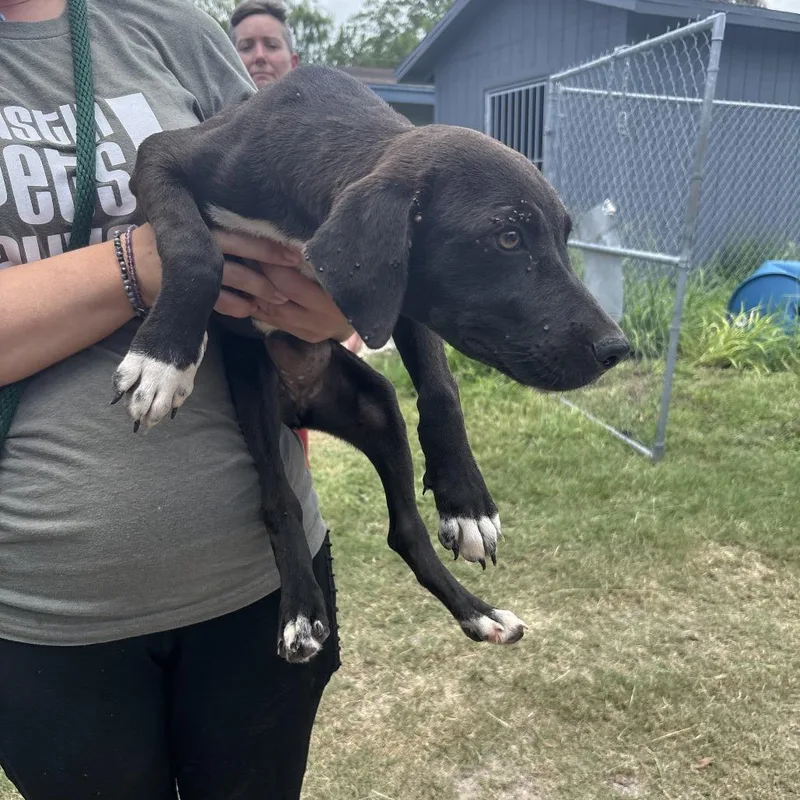 A young medium-sized female Black Mixed Breed dog named Rozanoff for adoption in Austin, TX