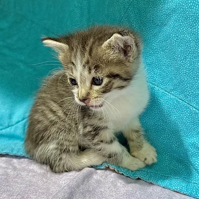 A baby small-sized female Domestic Short Hair cat named River for adoption in Riverside, CA