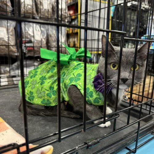 A baby medium-sized female Domestic Short Hair cat named Esme for adoption in Edmond, OK