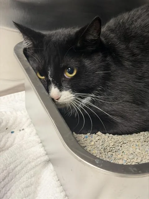 An adult medium-sized male Domestic Short Hair cat named Baby Boy for adoption in Fort Lauderdale, FL