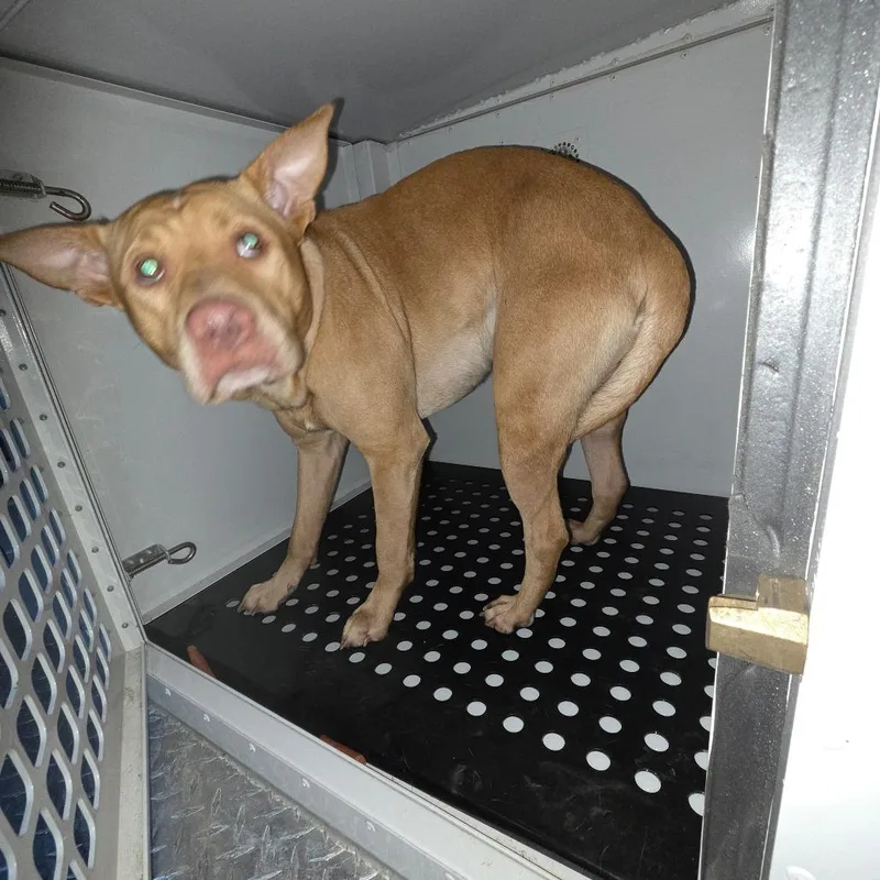 A young medium-sized male Yellow / Tan / Blond / Fawn Mixed Breed dog named Strayflatrockroad for adoption in Columbus, GA