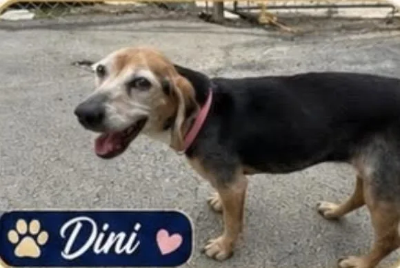 A senior medium-sized male Tricolor (Brown, Black, & White) Beagle dog named Dini for adoption in Waverly, TN