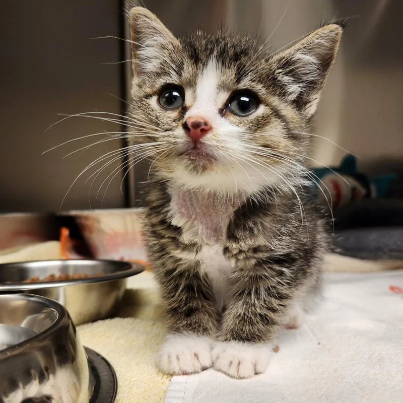 An adult large-sized female Brown / Chocolate Domestic Short Hair cat named Uno for adoption in Asheville, NC
