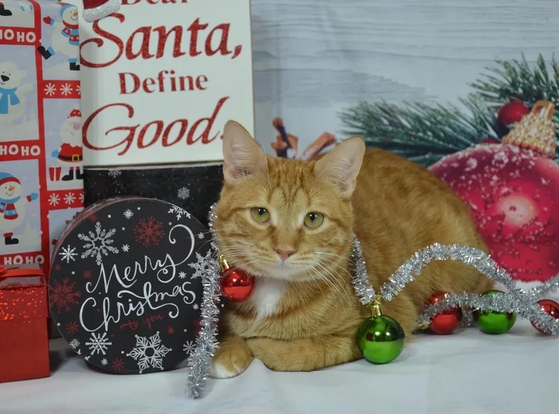 Cheese Puff thumbnail 2