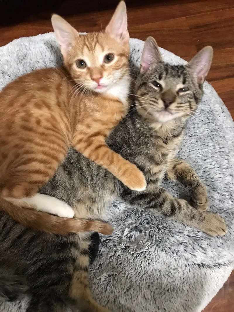 Cheese Puff thumbnail 3