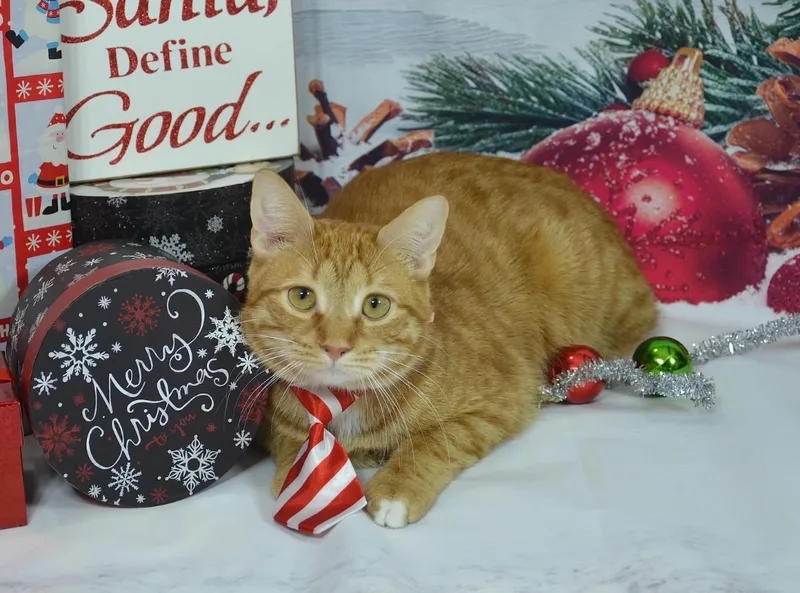 Cheese Puff thumbnail 4