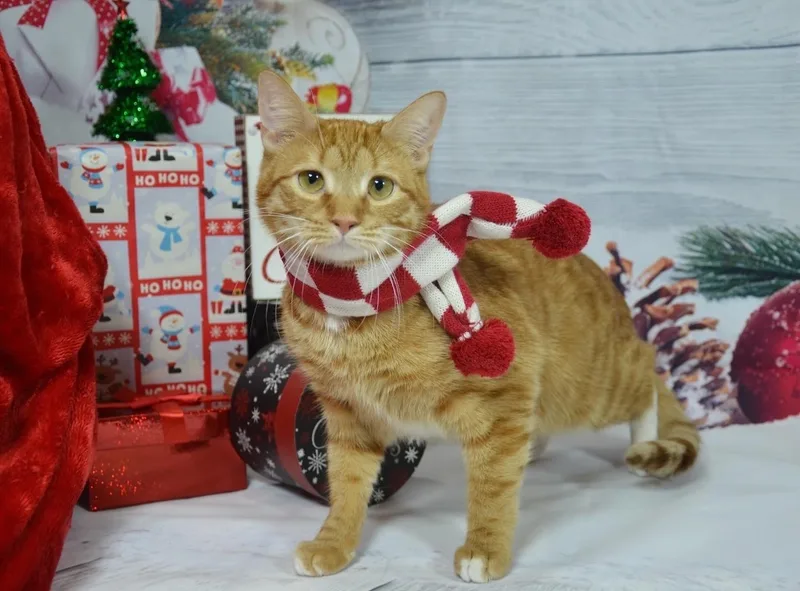 Cheese Puff thumbnail 5