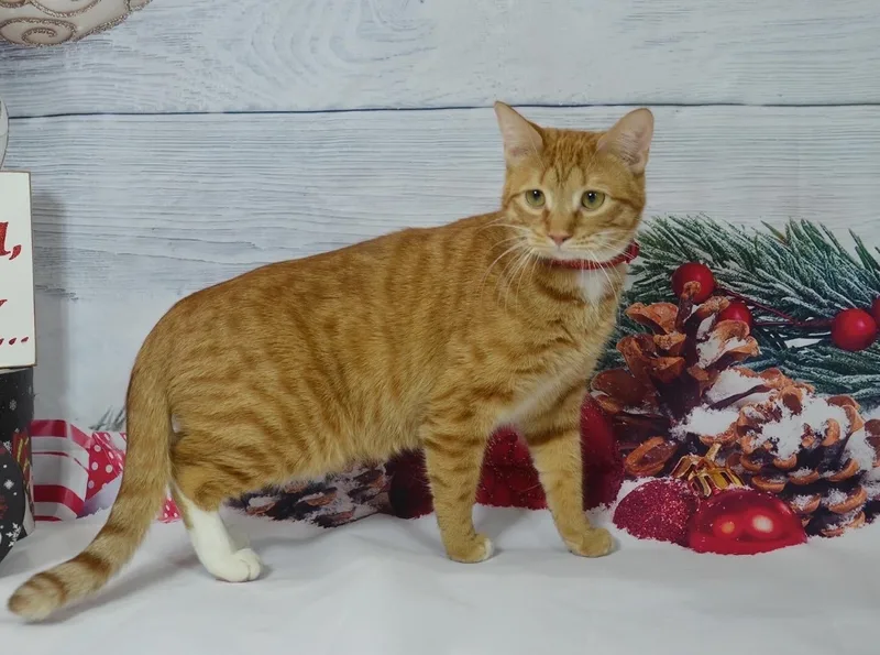 Cheese Puff thumbnail 6