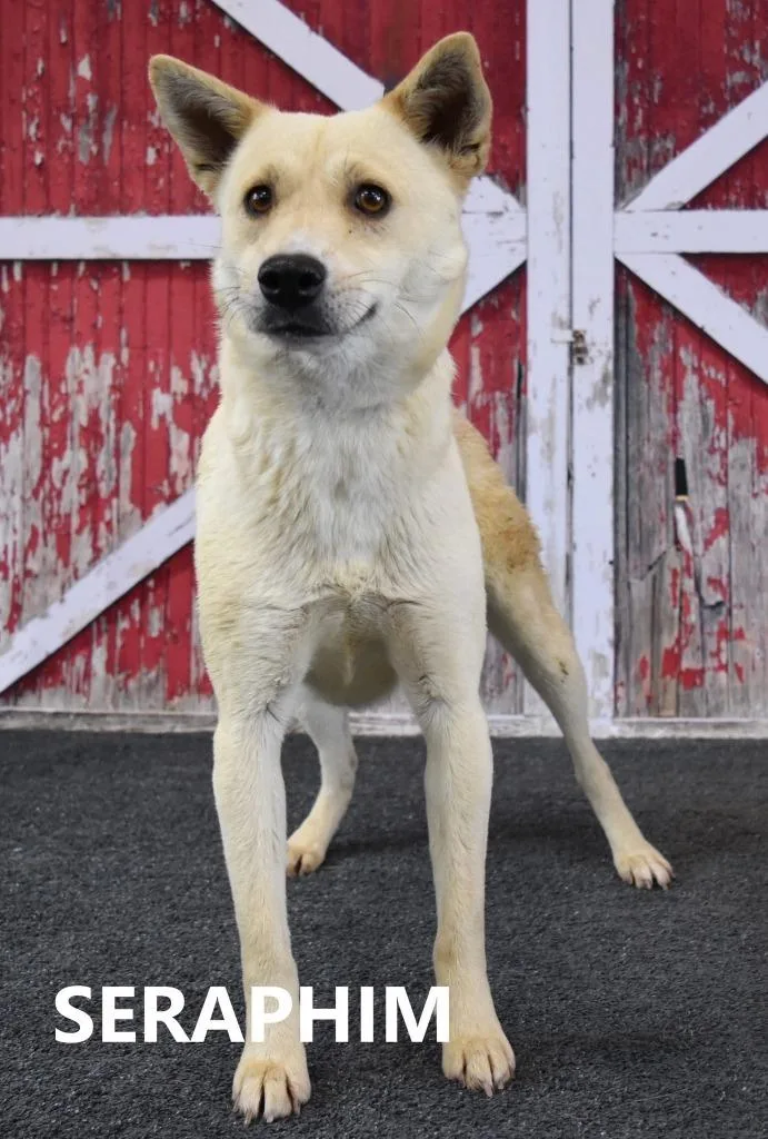 Seraphine thumbnail 2