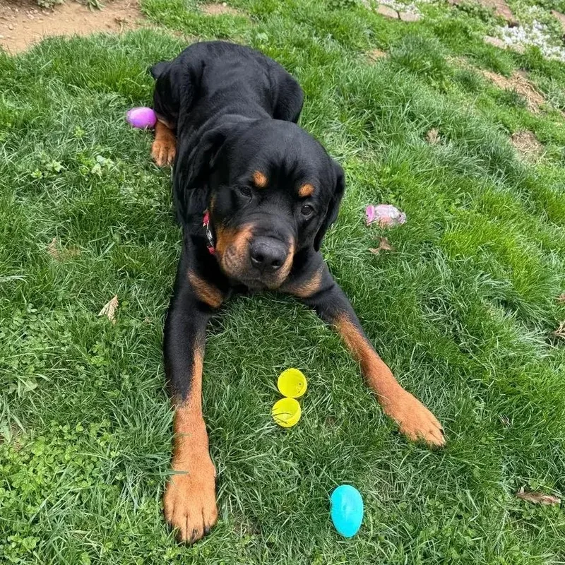 An adult extra large-sized male Black Rottweiler dog named Tyson for adoption in Polk, OH