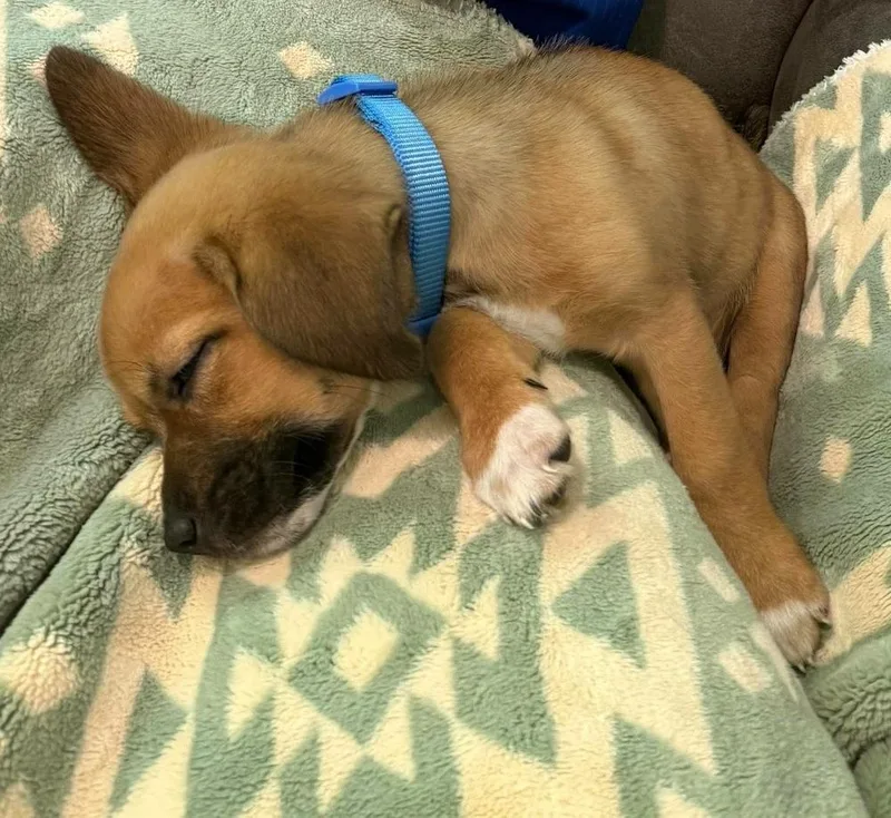 A baby small-sized female Tricolor (Brown, Black, & White) Dachshund dog named Honey Bun for adoption in Rockland, WI