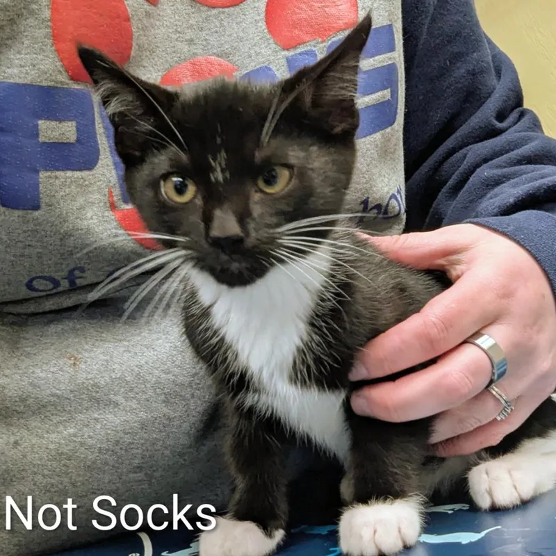 A baby medium-sized male Domestic Short Hair cat named Not Socks for adoption in Aberdeen, WA