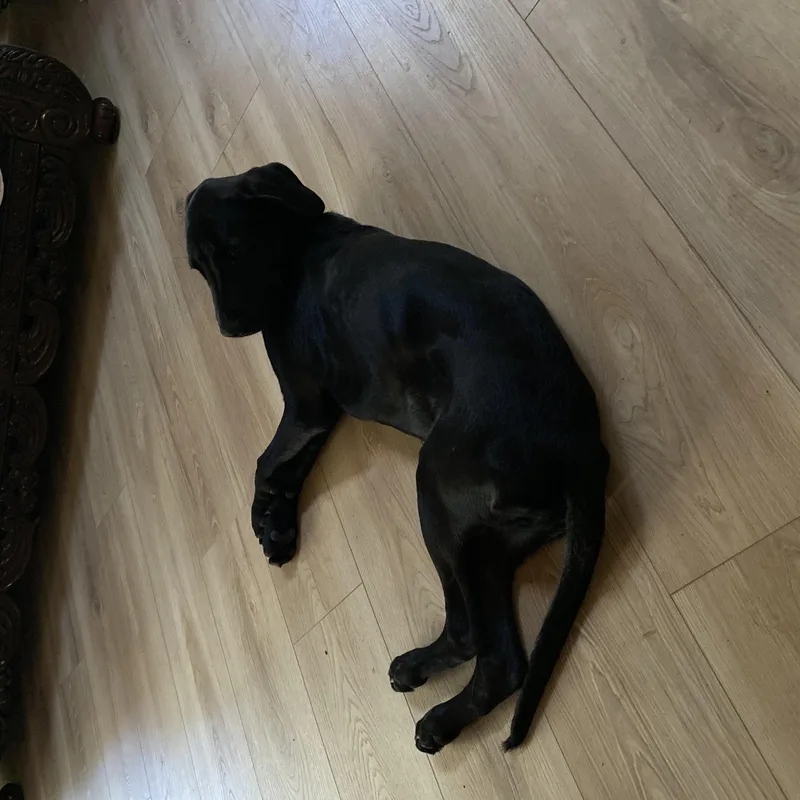 A young medium-sized male Black Mixed Breed dog named Berry for adoption in Grass Valley, CA