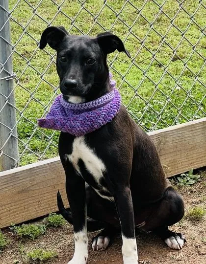 A young medium-sized female Pit Bull Terrier dog named Boots $ for adoption in Seneca, SC