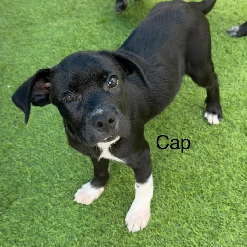 A baby medium-sized male Hound dog named Captain for adoption in Sarasota, FL