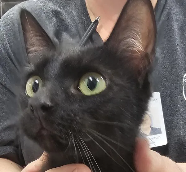 An adult medium-sized female Domestic Short Hair cat named Midnight for adoption in Canton, GA
