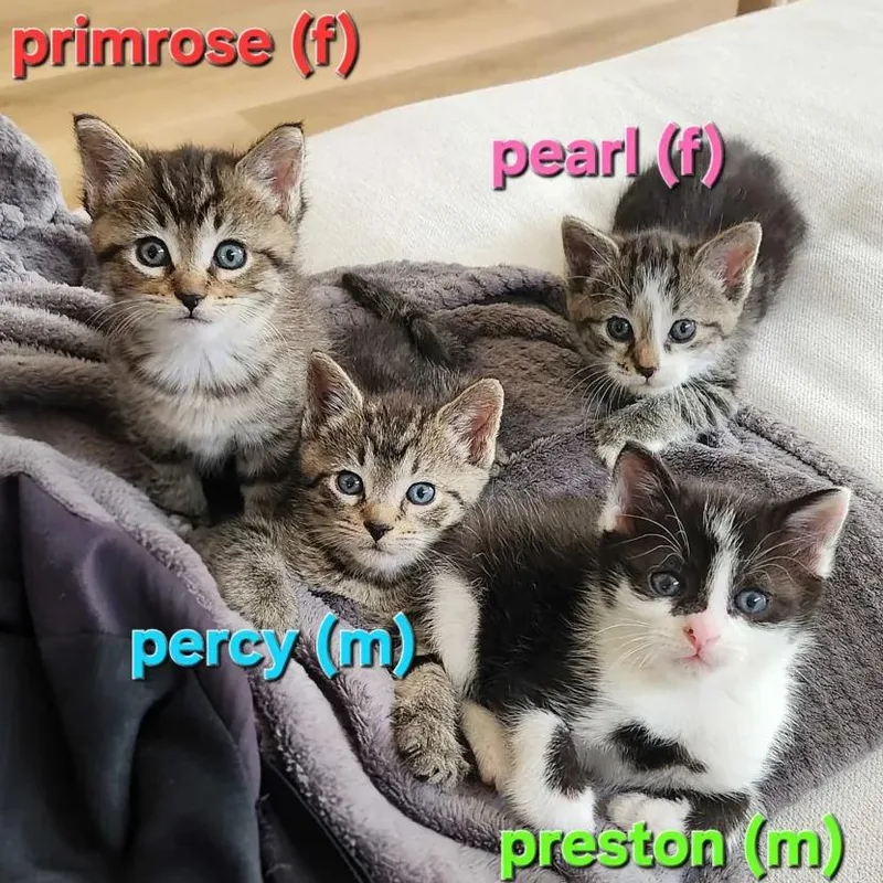 Primrose thumbnail 2