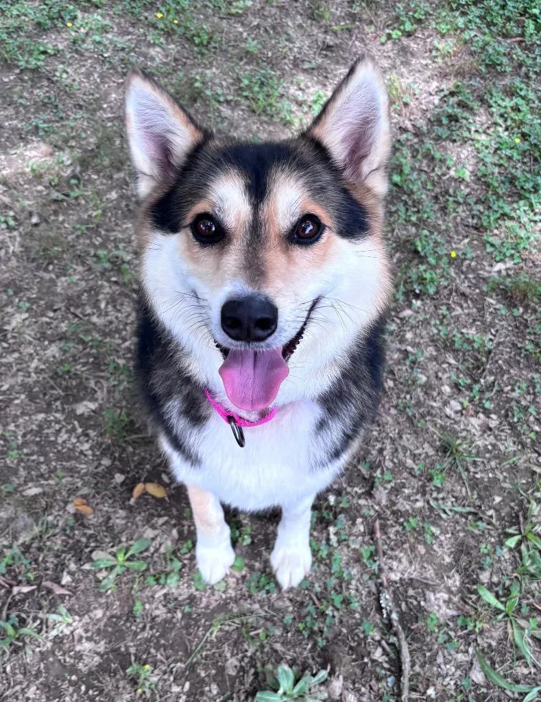 An adult medium-sized female Shiba Inu dog named Aiko for adoption in Little Rock, AR