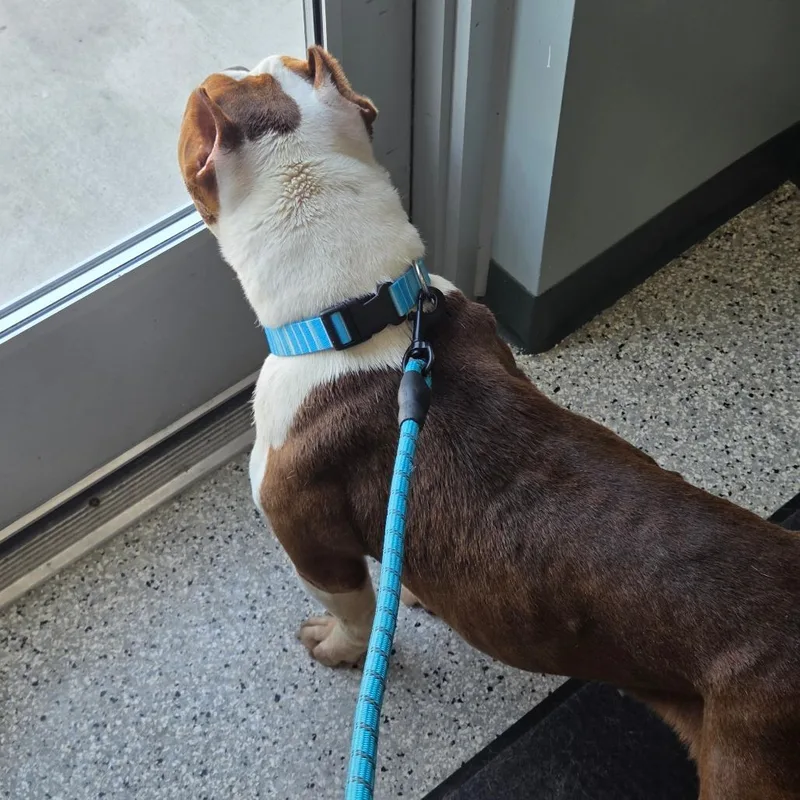 An adult medium-sized female Yellow / Tan / Blond / Fawn Pit Bull Terrier dog named Neela for adoption in Breese, IL