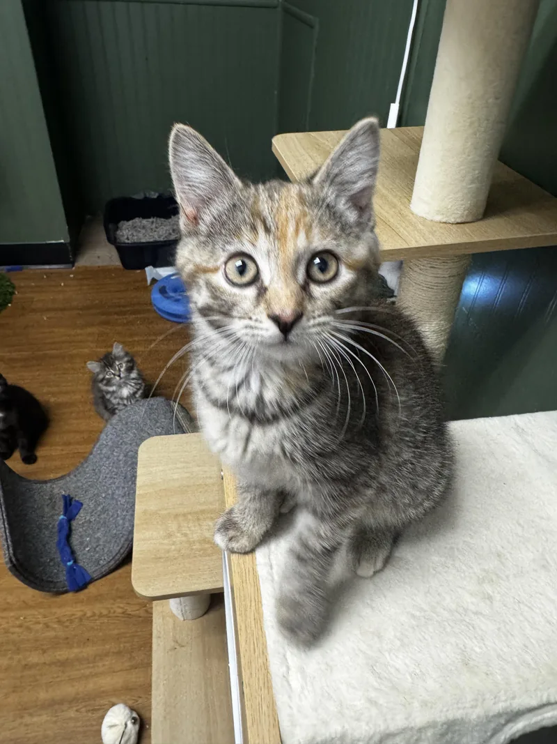 A baby small-sized female Domestic Short Hair cat named Ariel for adoption in Bethel Park, PA