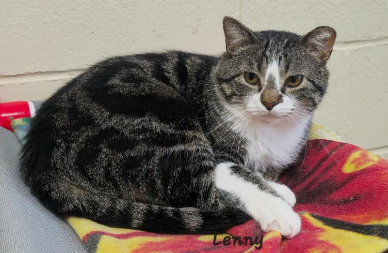A young medium-sized male Domestic Short Hair cat named Lenny for adoption in Cedar Rapids, IA