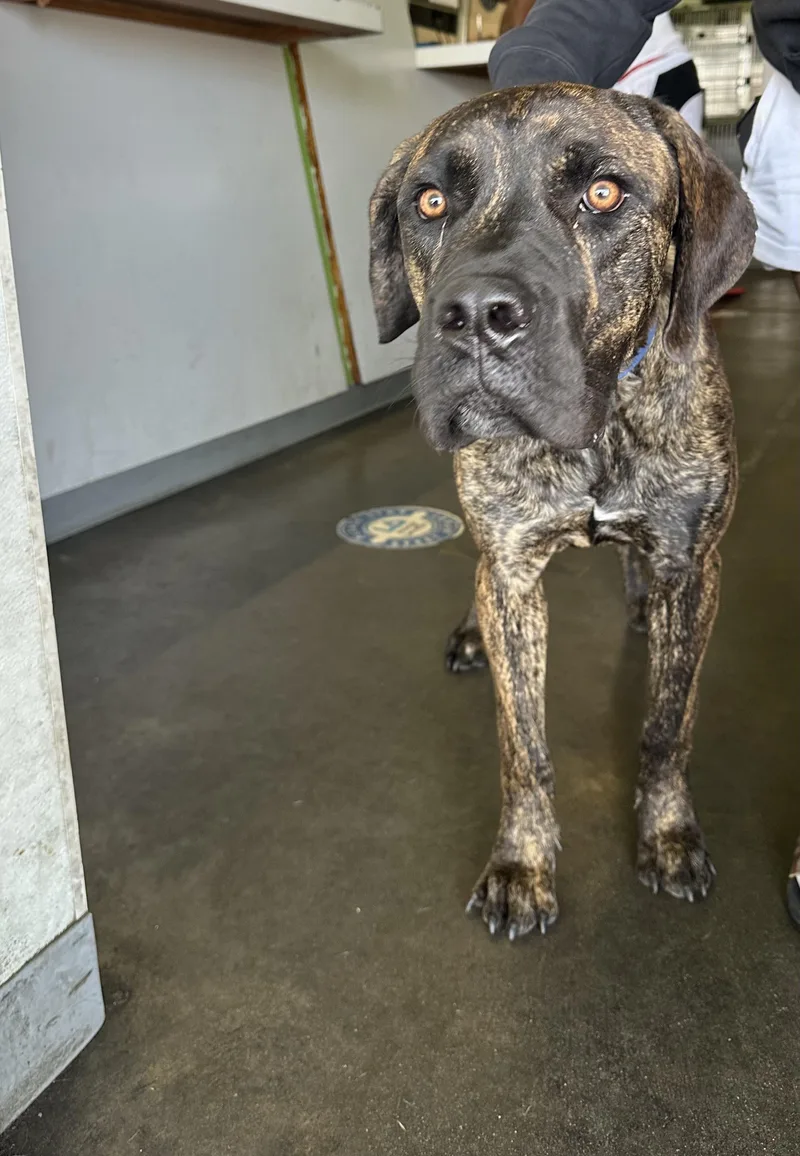 A young large-sized male Pit Bull Terrier dog named Rich for adoption in Los Angeles, CA