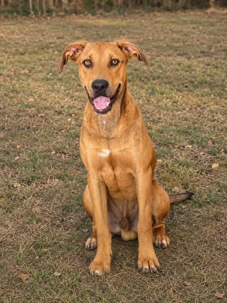 A young medium-sized male Golden Shepherd dog named Buster for adoption in eufaula, AL