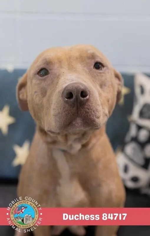 An adult large-sized female Brown / Chocolate American Bulldog dog named Duchess for adoption in Mobile, AL