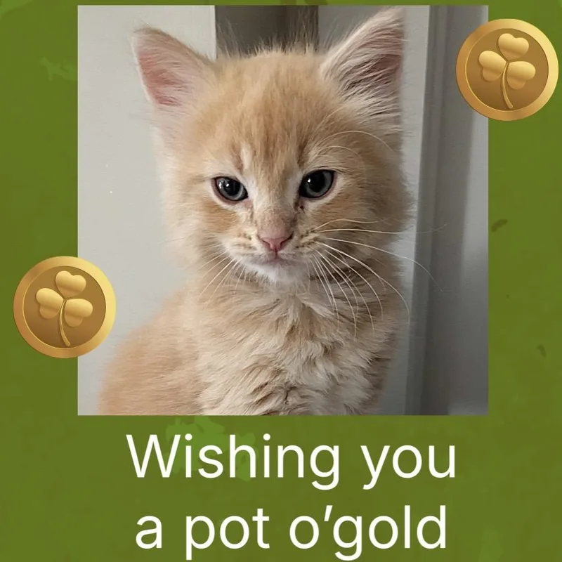 Buttercup thumbnail 2