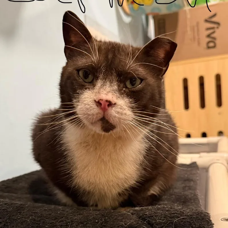 A senior small-sized male Black Domestic Short Hair cat named Carmen for adoption in Middle Village, NY