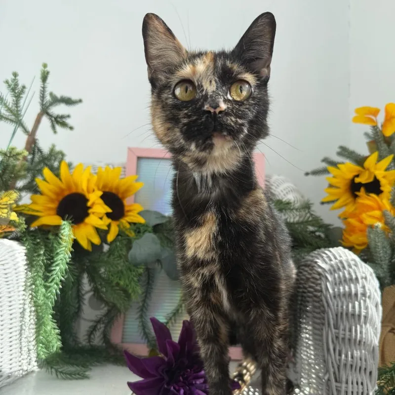 A senior small-sized female Tortoiseshell Domestic Short Hair cat named Jazzy Jane for adoption in Eaton Rapids, MI